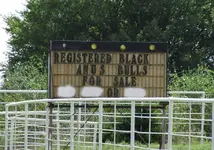 black anus bulls.webp
