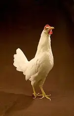White Leghorn Hen.webp