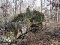 A Fallen Giant 008.webp