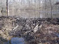 A Fallen Giant 002.webp
