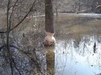 A Fallen Giant 003.webp