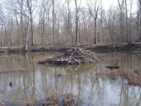 A Fallen Giant 014.webp