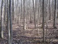 A Fallen Giant 001.webp