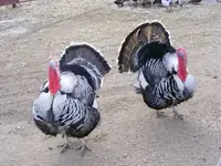turkeys to send.webp
