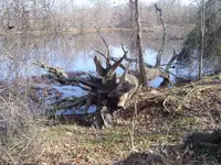 A Fallen Giant 017.webp