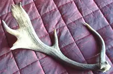 Stags-Horn.webp Stags-Horn.webp