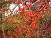 is pics 071 e size.webp