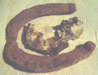 horseshoe1.webp