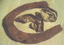 horseshoe2.webp