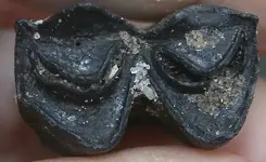 dec31fossils 003.webp