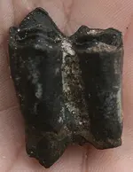 dec31fossils 001.webp