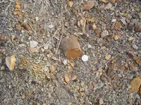 Fossil Hunt 018.webp