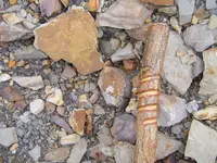 Fossil Hunt 015.webp