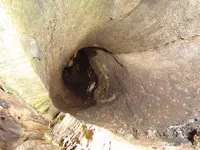 Racoon up a tree 002.webp