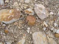 Fossil Hunt 014.webp