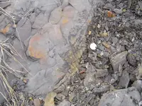Fossil Hunt 009.webp