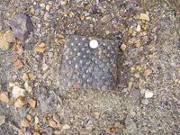 Fossil Hunt 008.webp