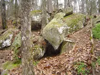 Racoon up a tree 004.webp