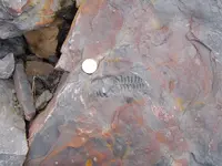 Fossil Hunt 004.webp