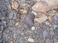 Fossil Hunt 003.webp