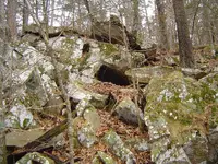 Racoon up a tree 007.webp
