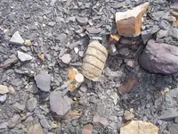Fossil Hunt 001.webp