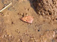 000_0157.webp 000_0157.webp