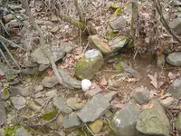 Racoon up a tree 009.webp