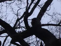 Racoon up a tree 001.webp