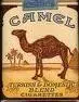 camel.webp
