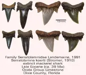 serratolamnaFlorida.webp