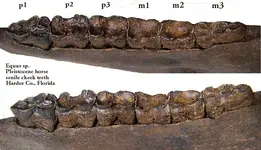 horseteethsenile.webp