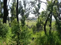 01EucalyptWoodland.webp