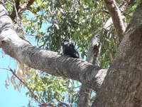 12WhiteTailedBlackCockatooChick.webp
