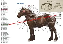 Harness Diagram2.webp