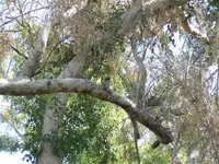 014Kookaburra.webp