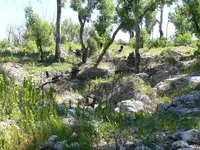 15AussieBush.webp