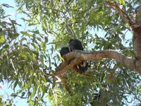 16PairOfBlackCockatoos.webp