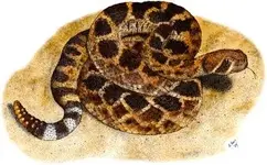 western_diamondback_rattlesnake.webp