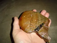 Local Fossils 001.webp