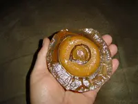 Local Fossils 002.webp