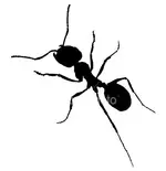 ist2_2845324-ant-black-silhouette-vector.webp