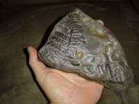 Local Fossils 003.JPG