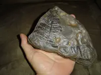 Local Fossils 003.webp