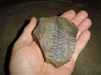 Local Fossils 004.JPG