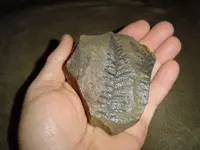 Local Fossils 004.webp