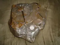 Local Fossils 005.webp