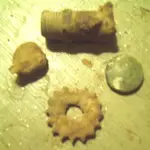 finds2-28.webp