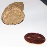 fossil3.webp