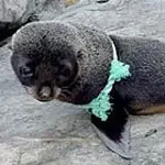 sealplastic.webp
